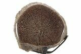 Polished Fossil Ornithischian Dinosaur Vertebra w/ Metal Stand #378540-1
